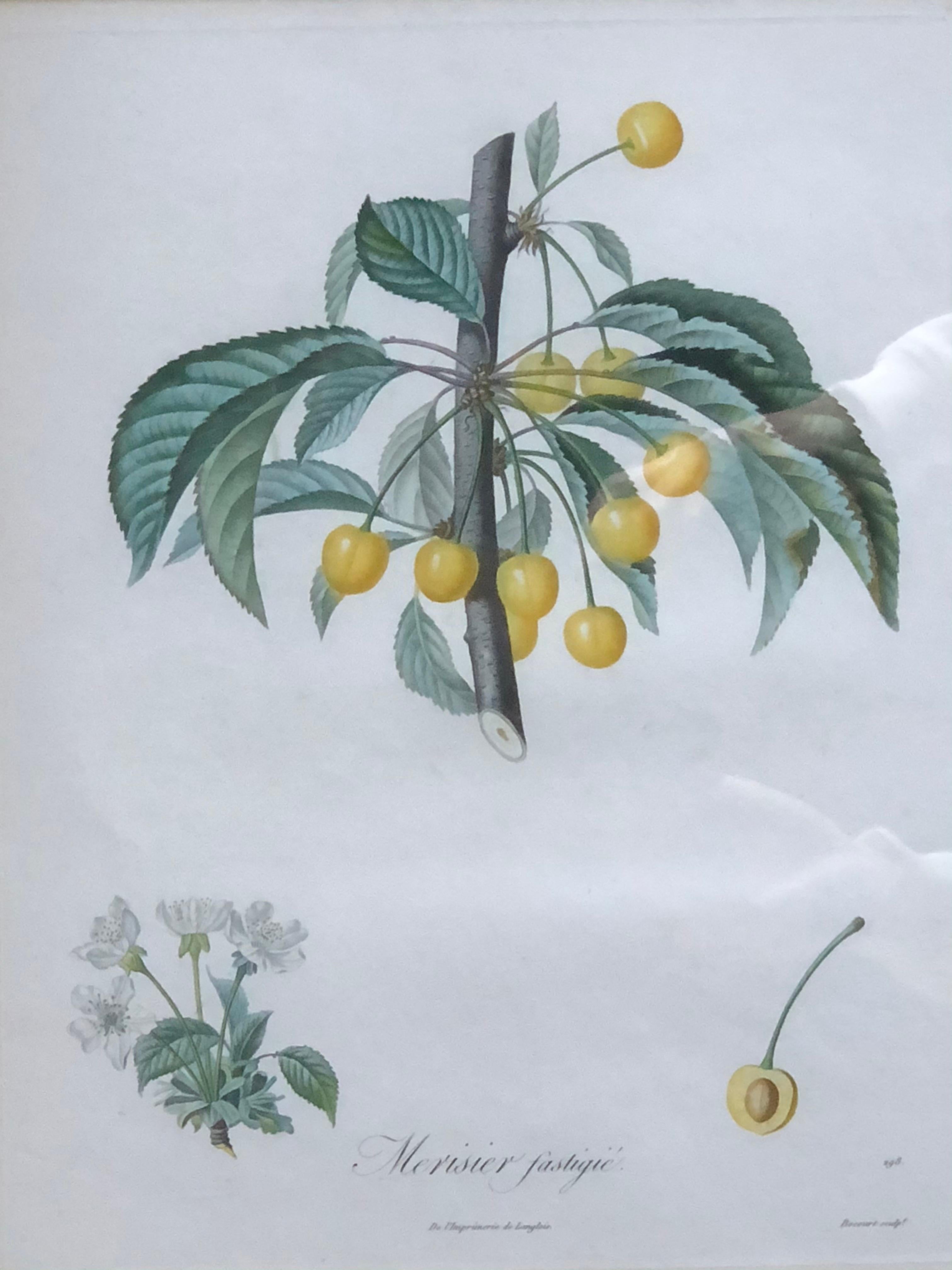 Ten Hand-Colored Color Stipple Engravings from Traite Des Arbres Fruitiers For Sale 5
