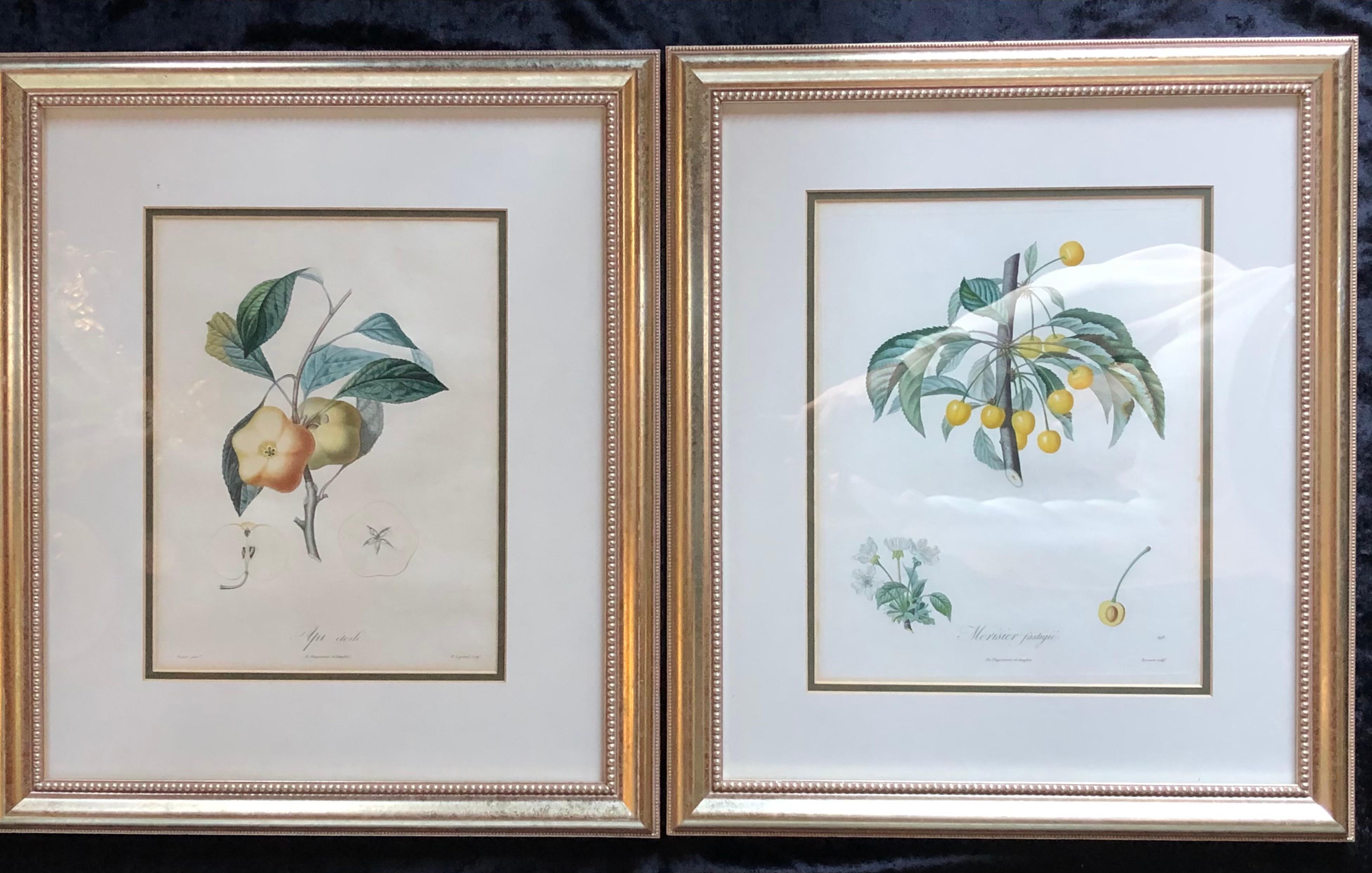 Ten hand-colored color stipple engravings from Traite des Arbres Fruitiers, with margins, each in a fine silver gilt custom frame. After Poiteau and Turpin Studies of Fruit. If your goal is to fill the wall with great design, this is your