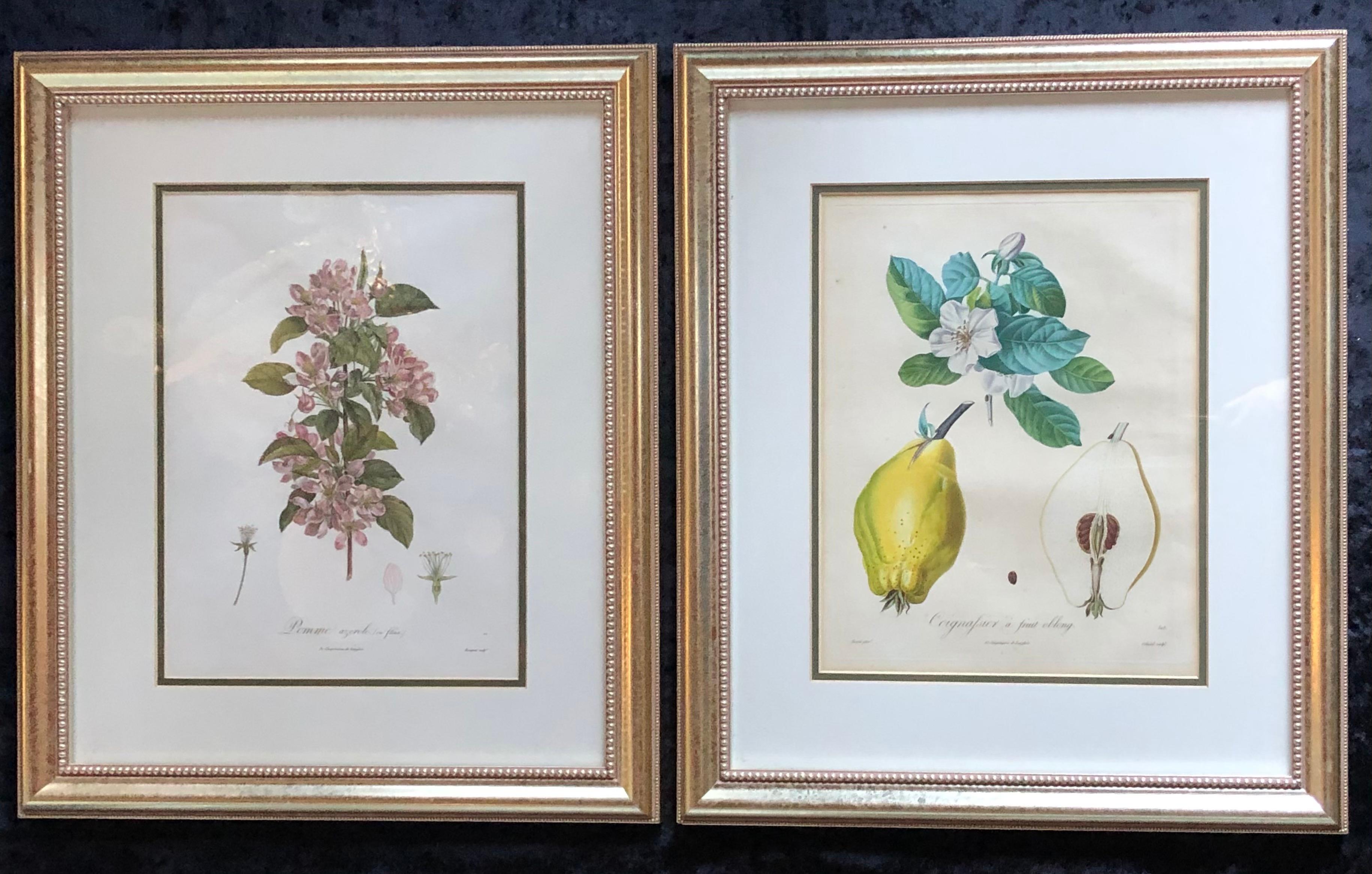 Ten Hand-Colored Color Stipple Engravings from Traite Des Arbres Fruitiers In Good Condition For Sale In Stamford, CT