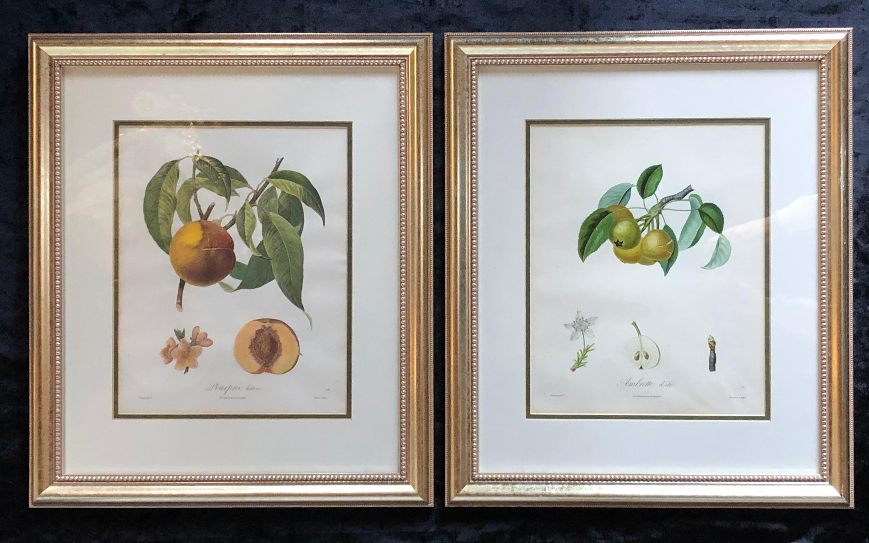 20th Century Ten Hand-Colored Color Stipple Engravings from Traite Des Arbres Fruitiers For Sale