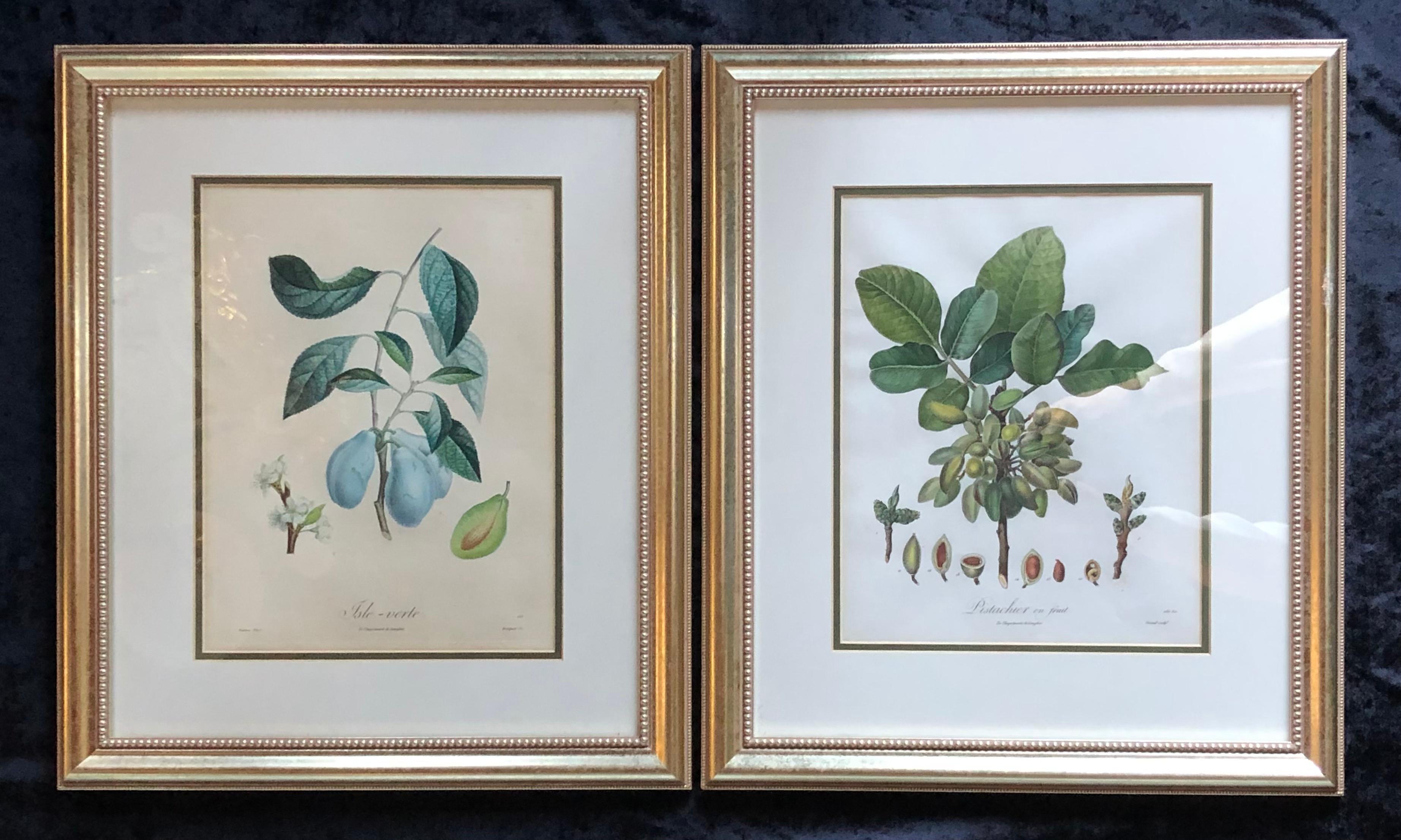 Ten Hand-Colored Color Stipple Engravings from Traite Des Arbres Fruitiers For Sale 3