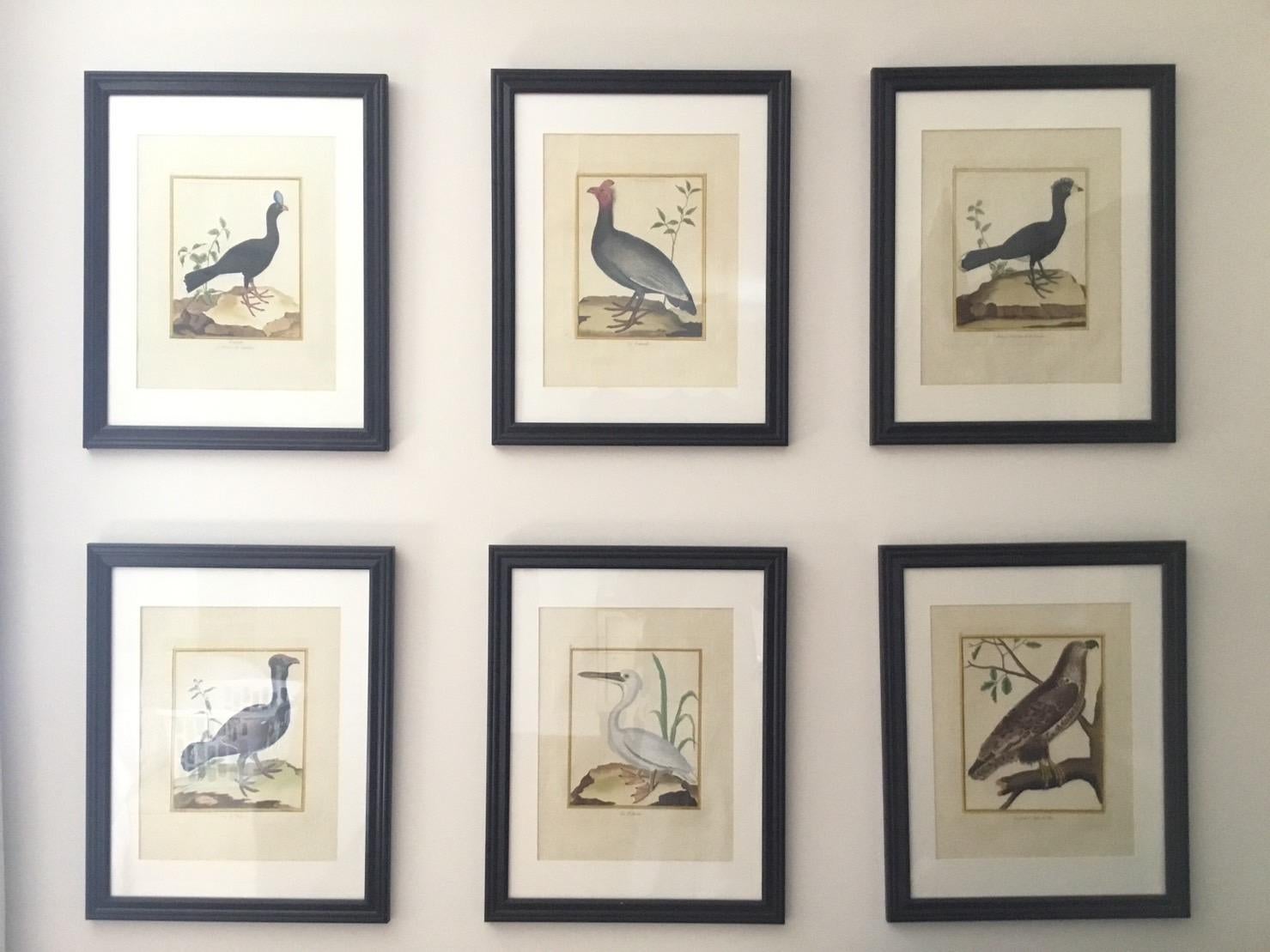 Six Hand Colored Engravings of Birds in New Frames & Matting. By Martinet. For Sale 3