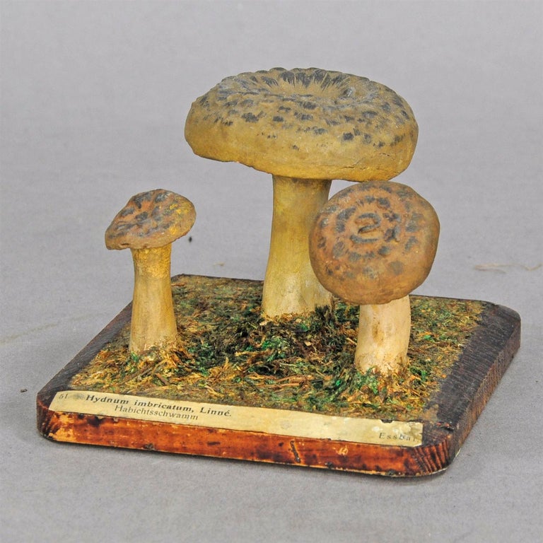Ten Vintage Mushroom Teaching Models Scientific Specimen at 1stDibs