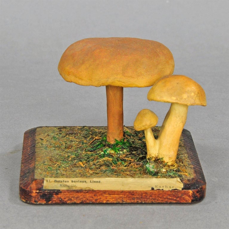 Ten Vintage Mushroom Teaching Models Scientific Specimen at 1stDibs