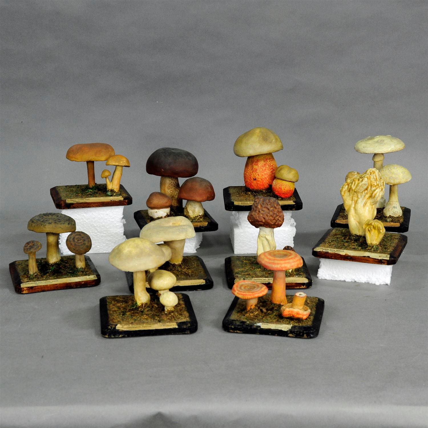 A bunch of ten mushroom vintage school models made of wood and paper mâché (some labels in German and Latin language). A label inscription of each part is fastened underneath. Used as teaching material in German schools, circa 1930.

Measures: