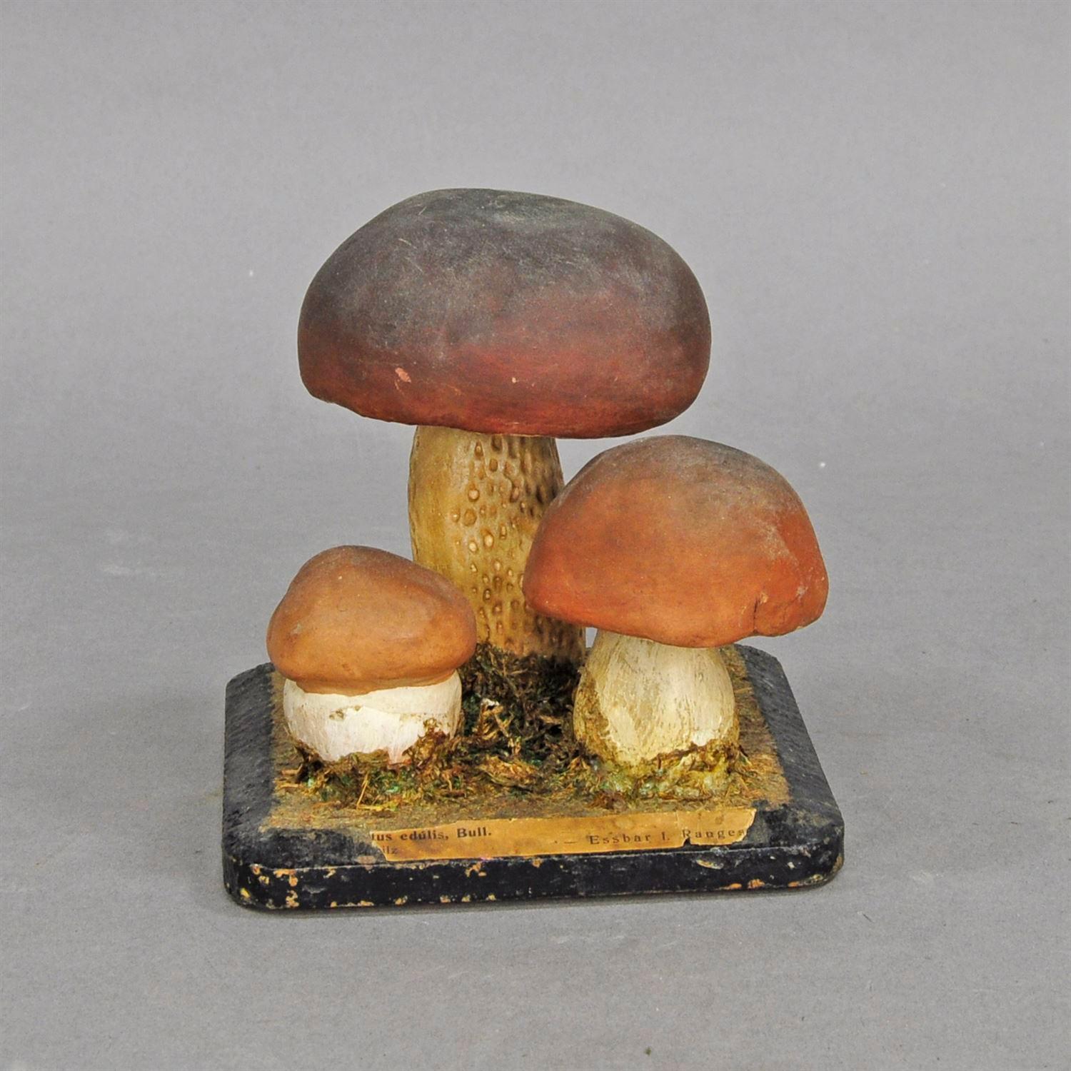 fungi model