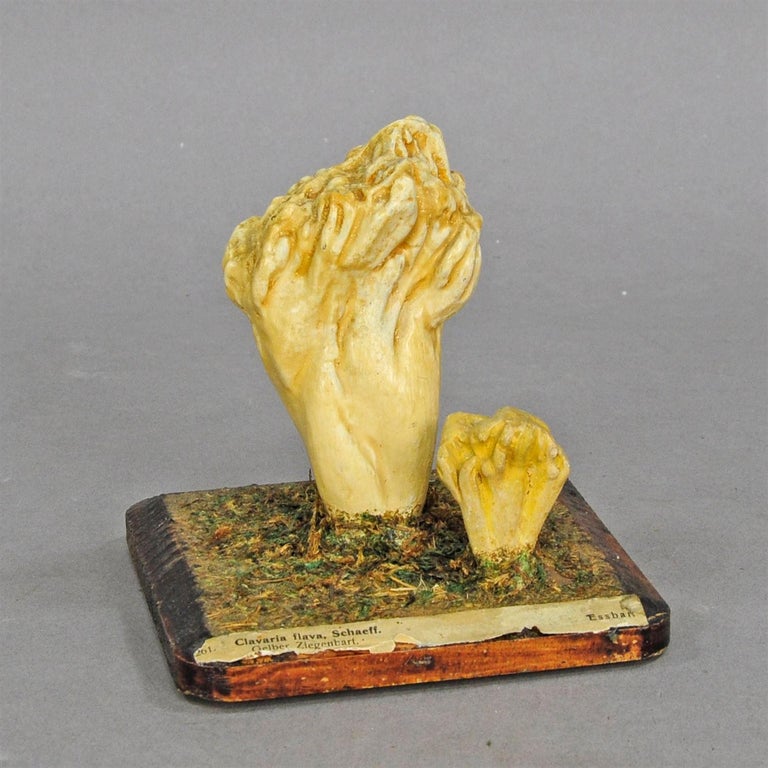 Ten Vintage Mushroom Teaching Models Scientific Specimen at 1stDibs