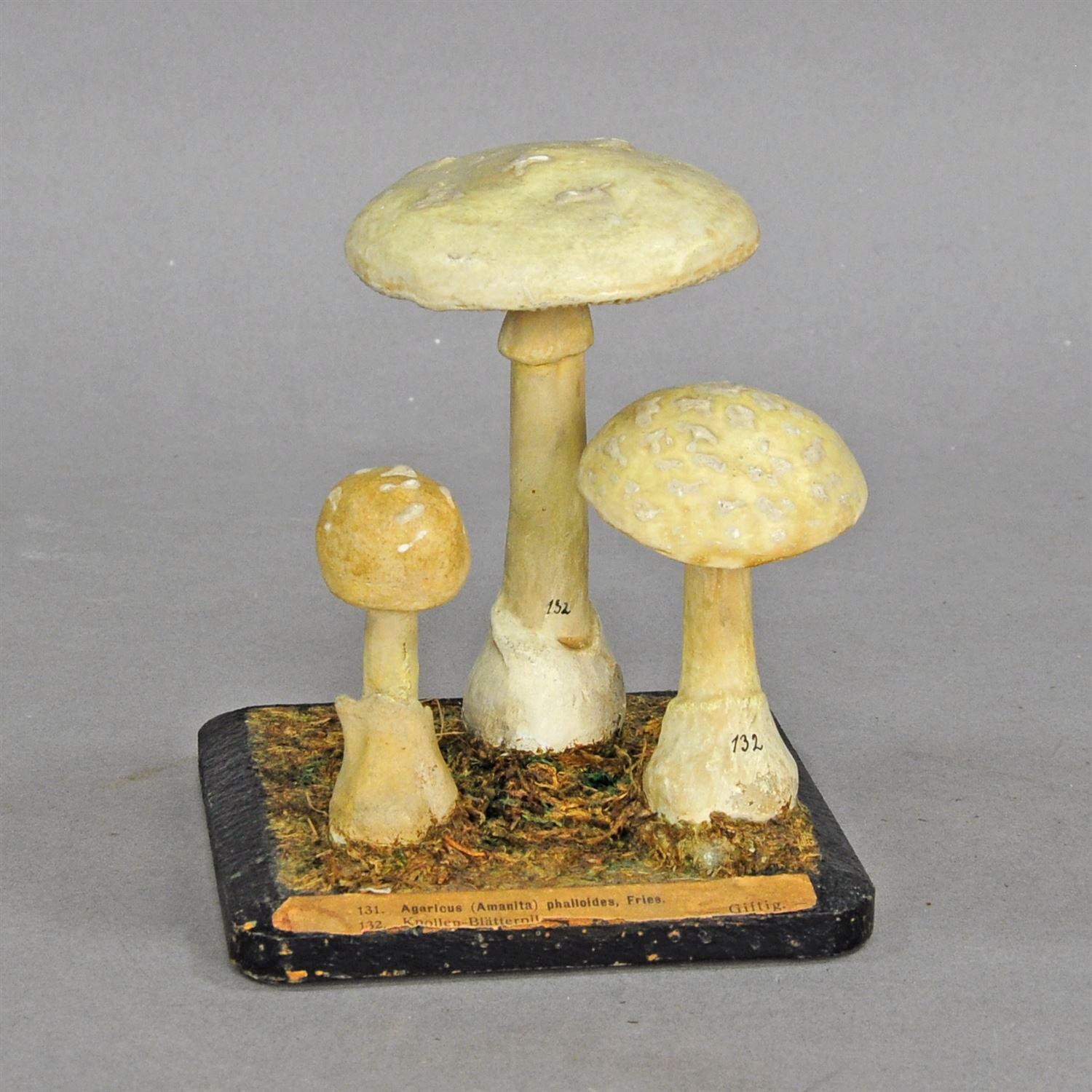 German Ten Vintage Mushroom Teaching Models Scientific Specimen