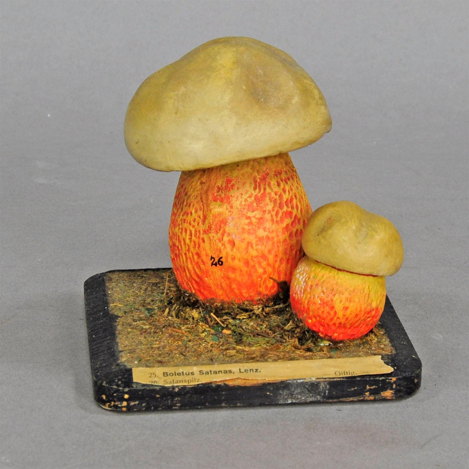 Ten Vintage Mushroom Teaching Models Scientific Specimen In Excellent Condition In Berghuelen, DE