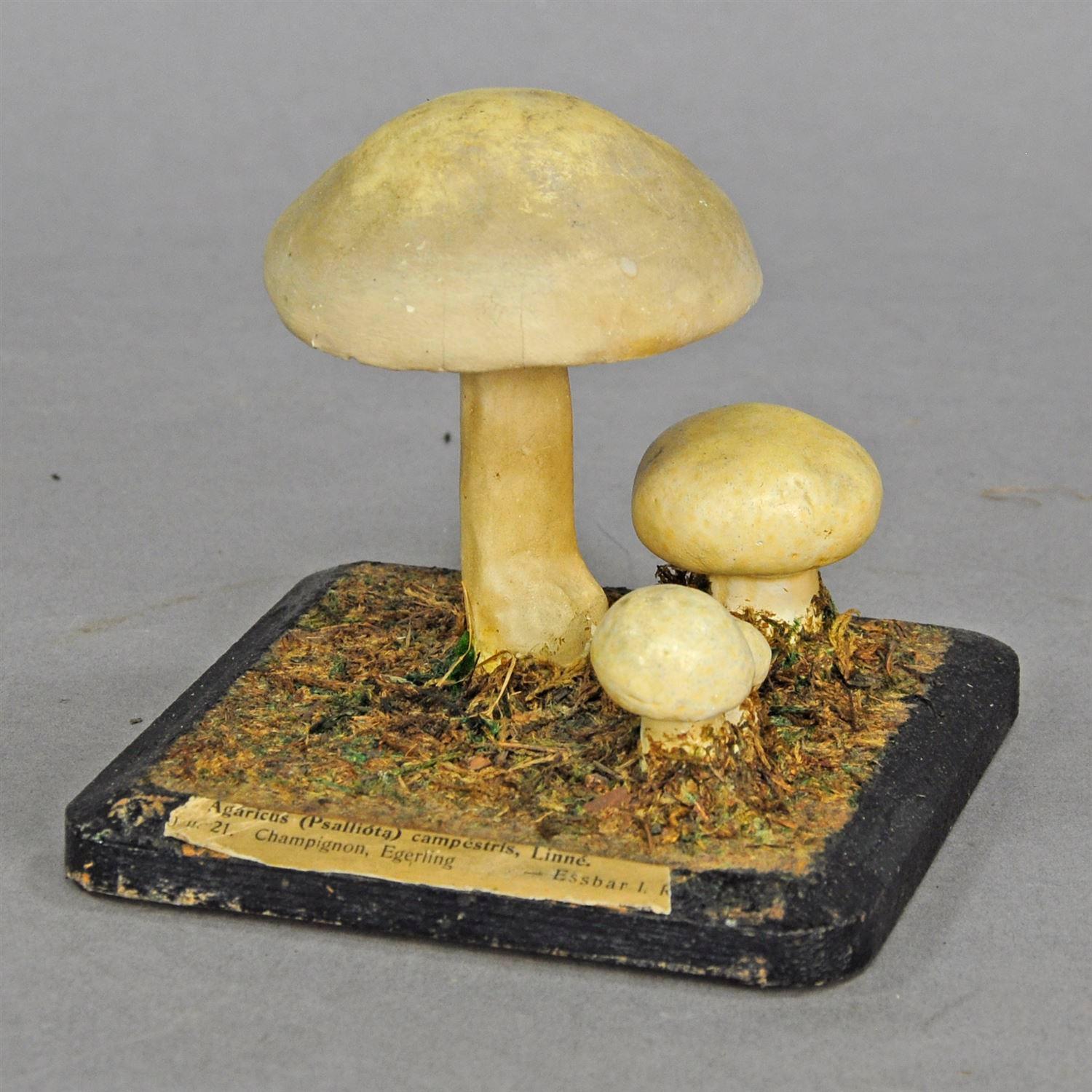20th Century Ten Vintage Mushroom Teaching Models Scientific Specimen