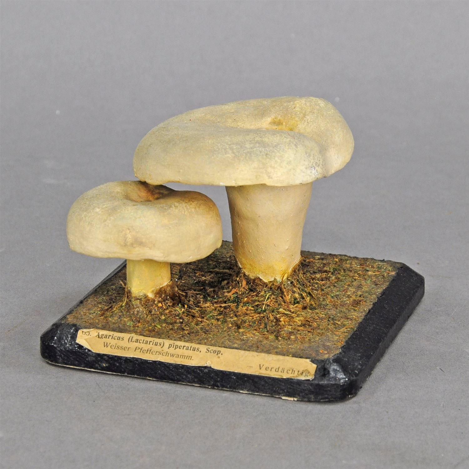 Wood Ten Vintage Mushroom Teaching Models Scientific Specimen