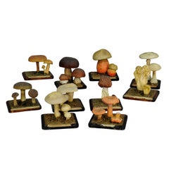 Ten Vintage Mushroom Teaching Models Scientific Specimen