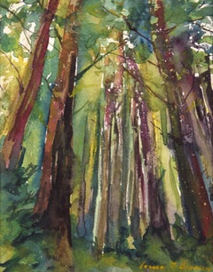 Looking Up at the Trees - Redwood Forest Landscape