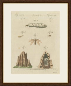 Termiten und Termitenhügel mit geschwollener Königin, antiker Druck von Bertuch, um 1805