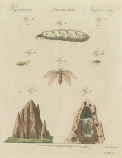 Termiten und Termitenhügel mit geschwollener Königin, antiker Druck von Bertuch, um 1805
