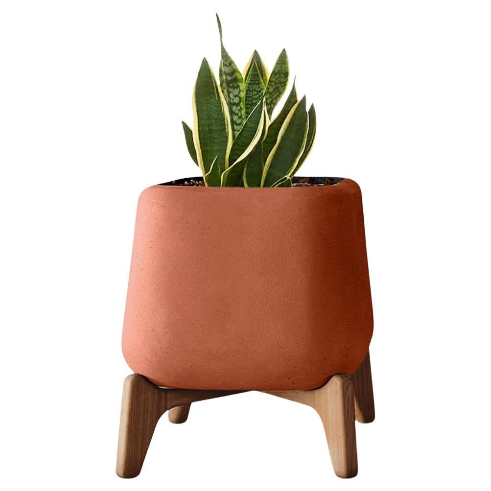 Terrakotta-Pflanzgefäß, quadratisch XS Terrakotta, Terrakotta mit geöltem Holzsockel von Indigenus