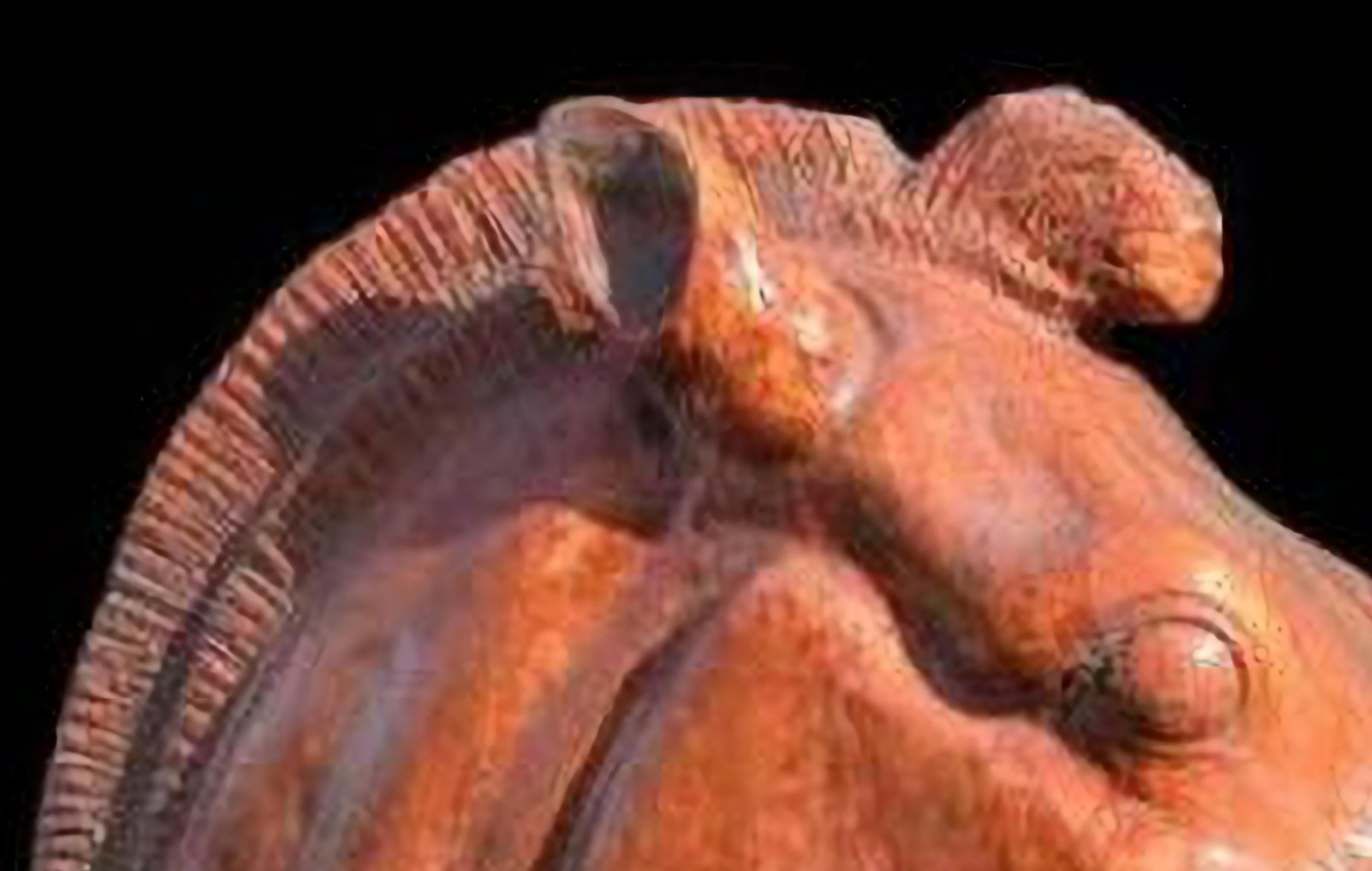 Italian TERRACOTTA HORSE HEAD OF SELENE'S CHARIOT end 19th Century For Sale