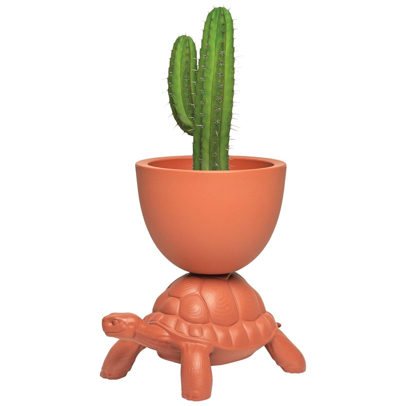 In Stock in Los Angeles, Terracotta Turtle Carry Planter / Champagne Cooler