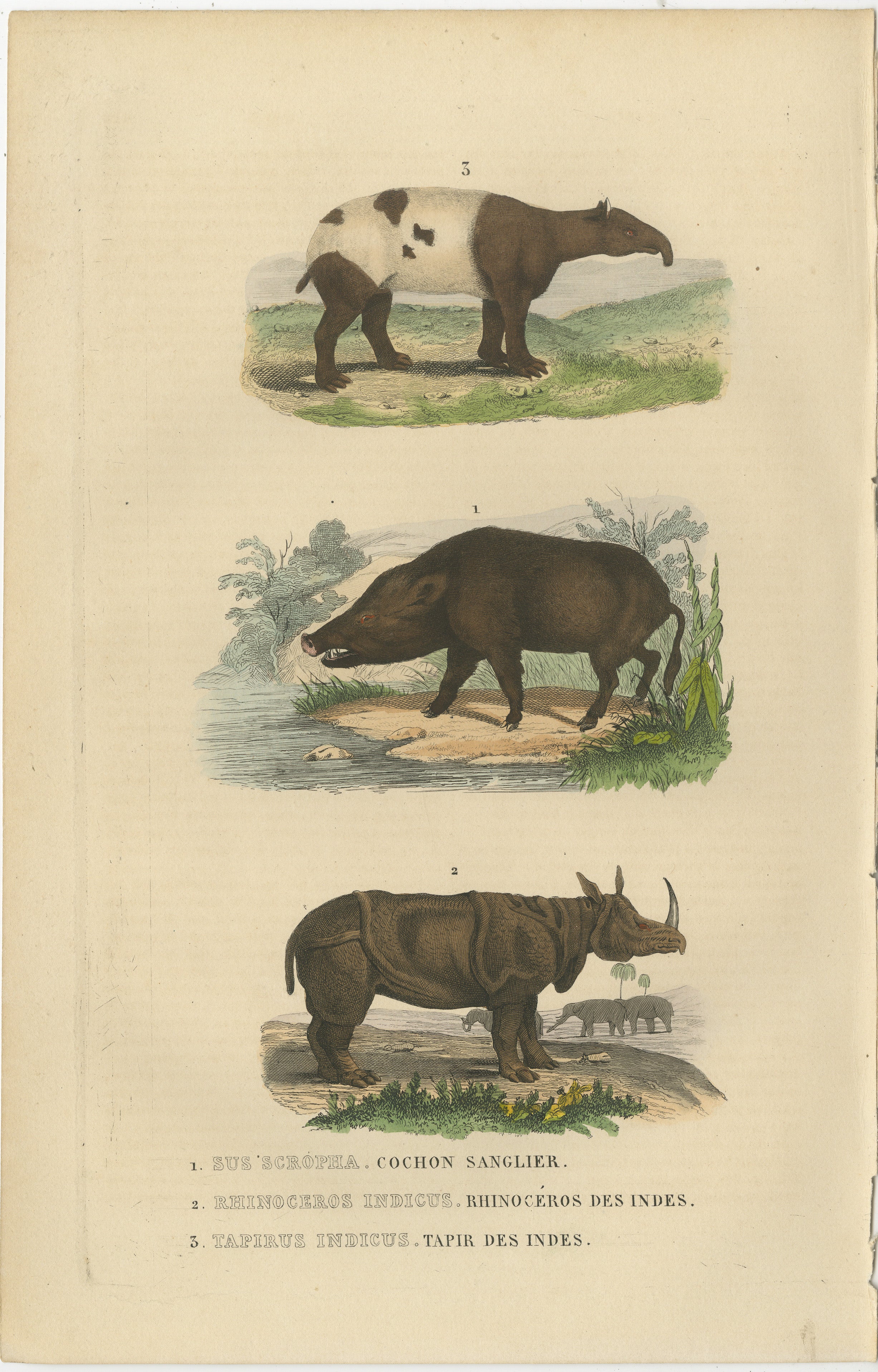 An original antique hand-colored engraving featuring three different species of animals, each labeled in both Latin and French:

1. **Sus scrofa** - Commonly known as the wild boar. This illustration shows a dark-colored boar with sharp tusks and a