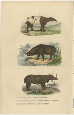 Terrestrial Mammals: Wild Boar, Indian Rhinoceros, and Malayan Tapir, 1845