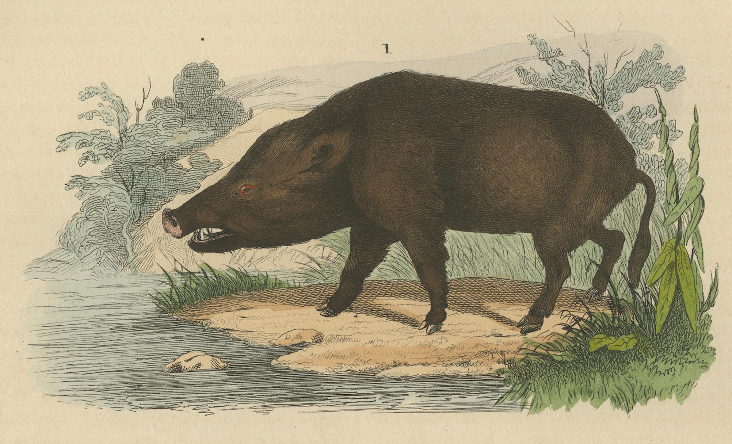 Engraved Terrestrial Mammals: Wild Boar, Indian Rhinoceros, and Malayan Tapir, 1845 For Sale
