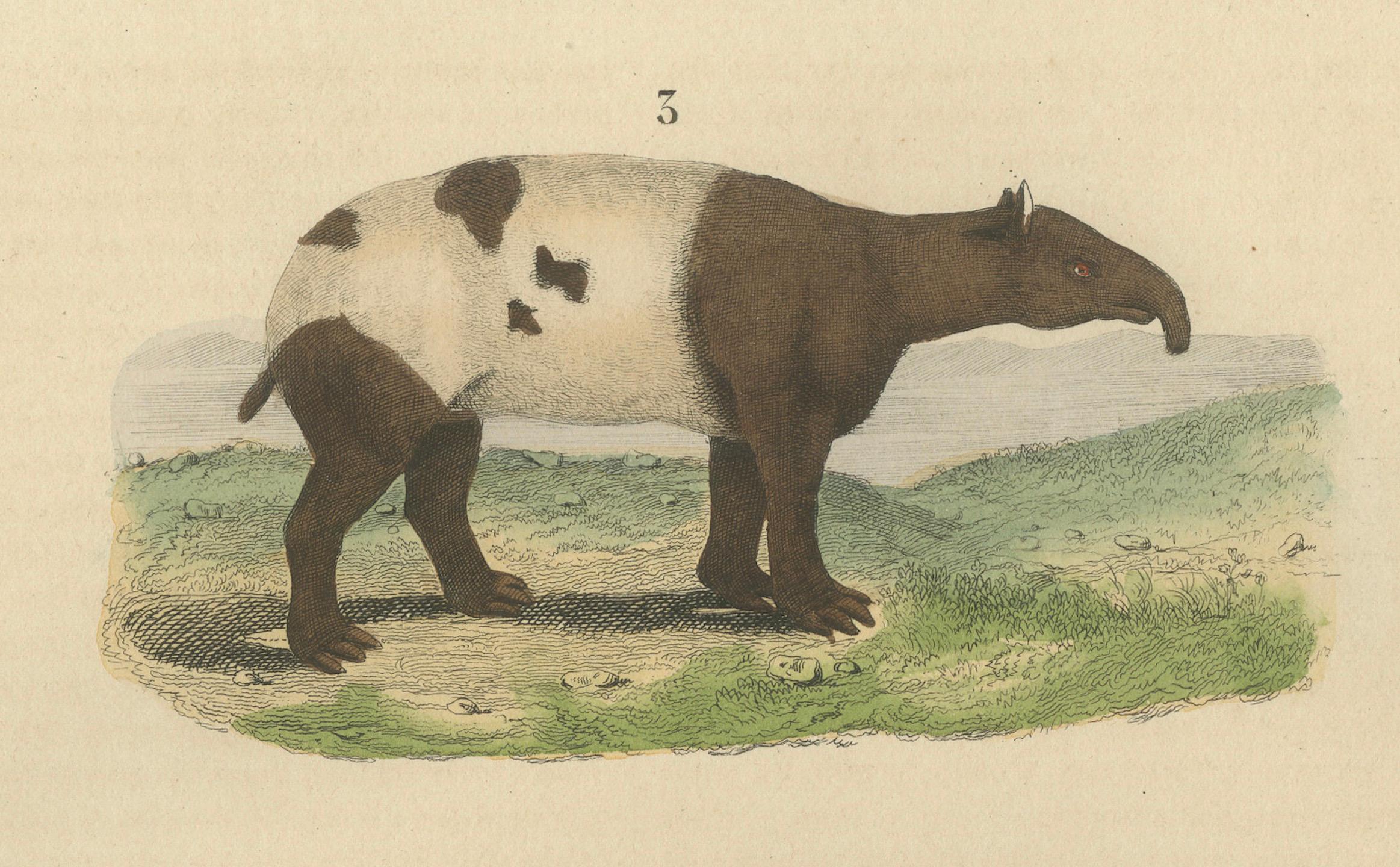Mid-19th Century Terrestrial Mammals: Wild Boar, Indian Rhinoceros, and Malayan Tapir, 1845 For Sale
