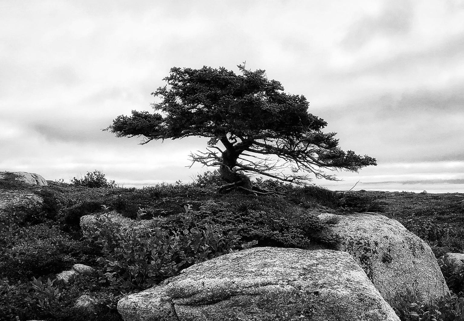 Coastal Tree and Rocks - Photograph by Terry Bell