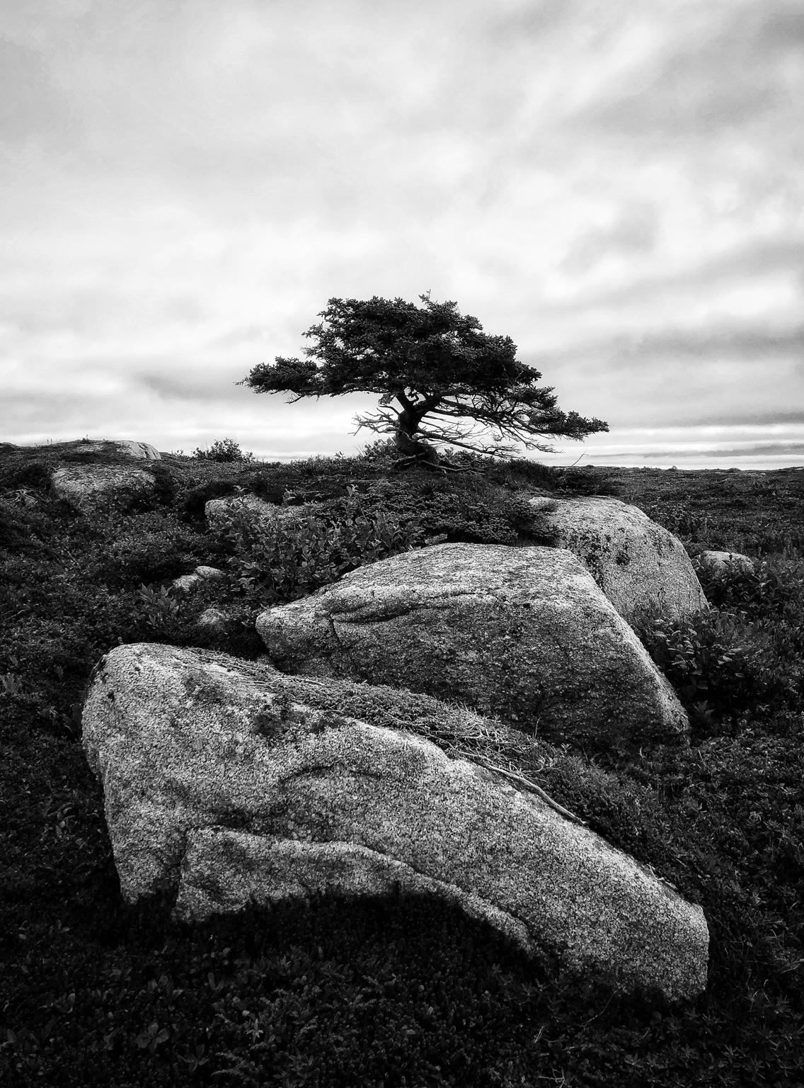 Terry Bell Landscape Photograph - Coastal Tree and Rocks