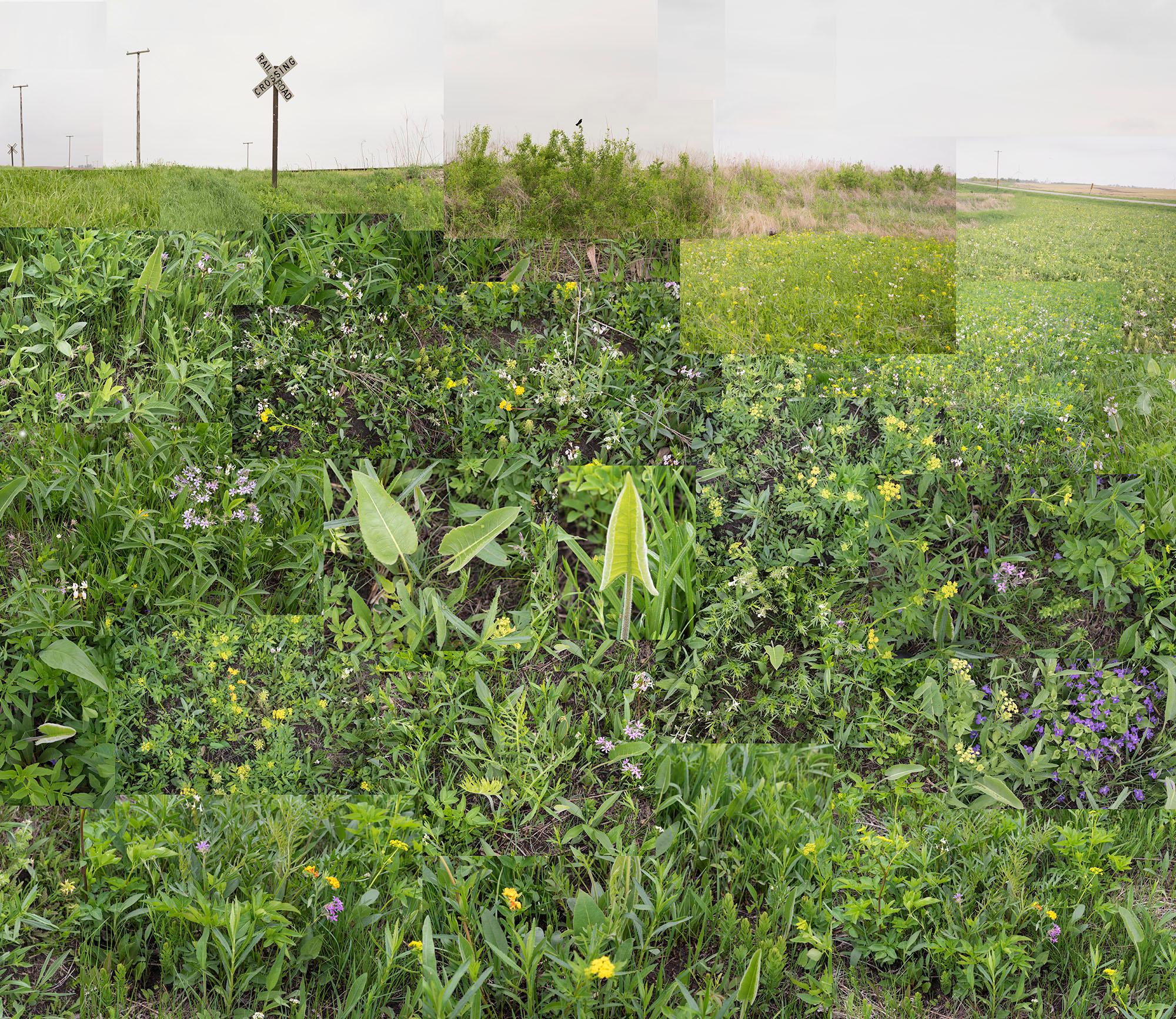 Terry Evans Color Photograph - A Small Central Illinois Prairie, May 