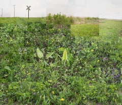 Used A Small Central Illinois Prairie, May