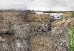 Markham Prairie, March, April and June