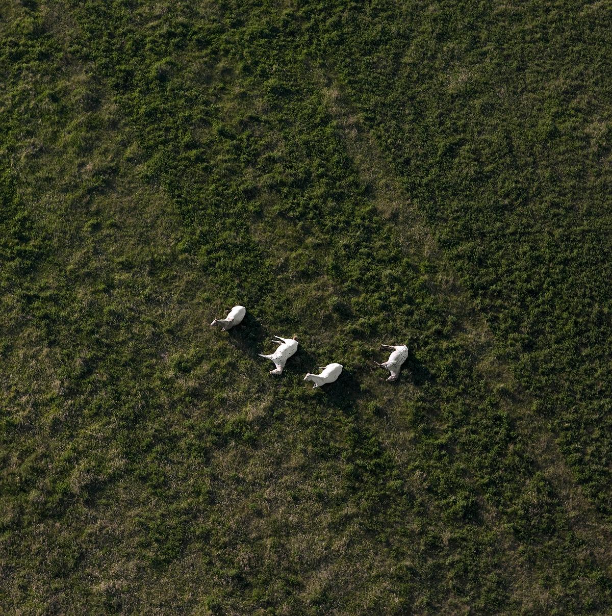 Terry Evans Landscape Photograph - Scott’s Appaloosas resting, near White Earth, North Dakota, May