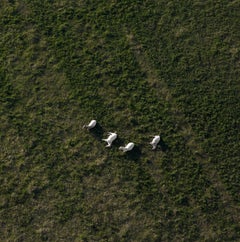 Scott’s Appaloosas resting, near White Earth, North Dakota, May