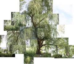 Willow Tree, August and September