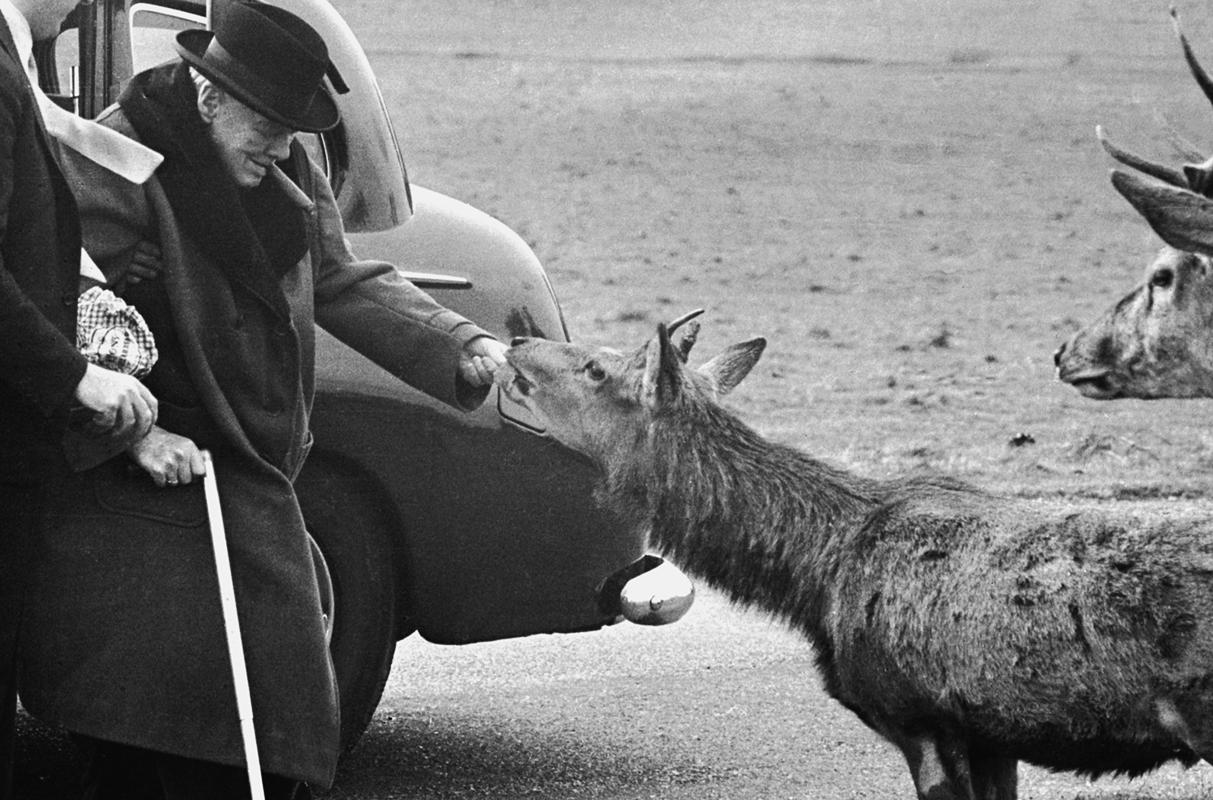 Churchill In Richmond Park par Terry Fincher en vente 1