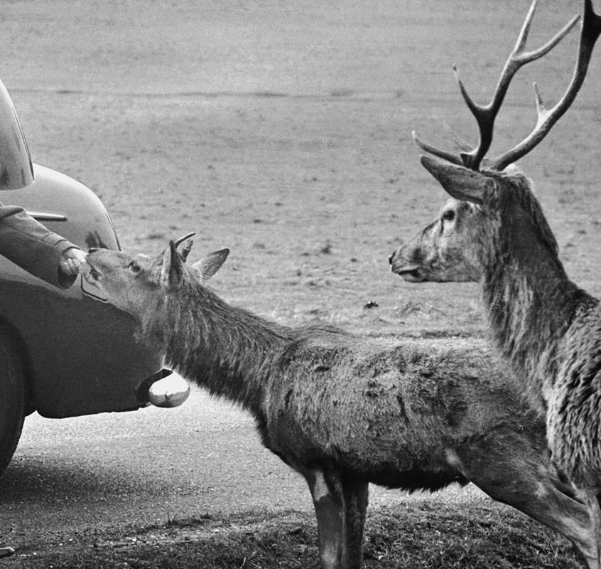 Churchill In Richmond Park par Terry Fincher en vente 2