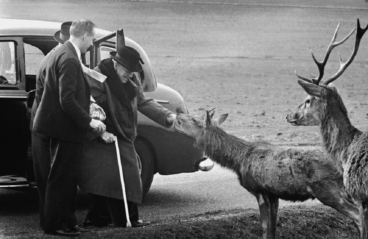 « Churchill In Richmond Park » de Terry Fincher

Le premier ministre britannique Winston Churchill (1874 - 1965) nourrit les cerfs dans le parc de Richmond, accompagné de son secrétaire privé Anthony Montague Brown et de son détective personnel