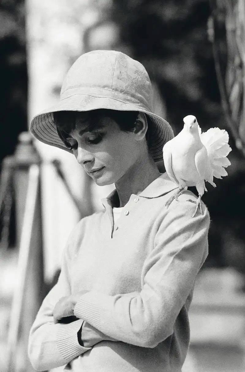 Terry O'Neill Portrait Photograph - Audrey Hepburn With Dove, South of France