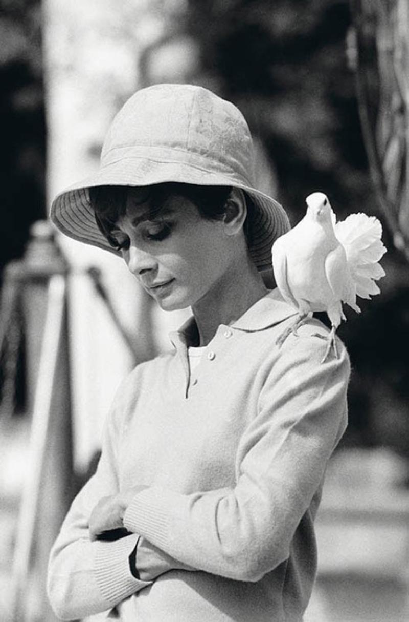 Terry O'Neill Black and White Photograph – Audrey Hepburn mit einer Taube 1966 Signierter gerahmter Druck in limitierter Auflage 