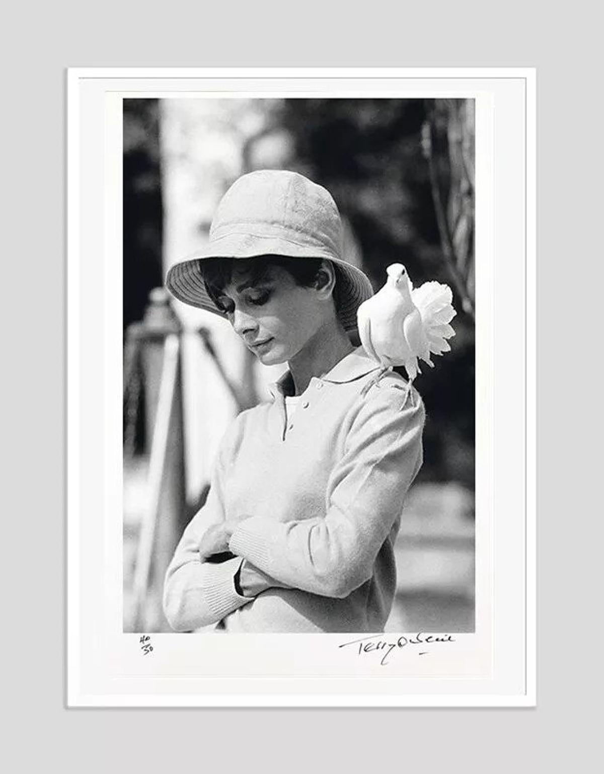 Terry O'Neill Portrait Photograph - Hepburn With Dove Hand Signed Framed Print 