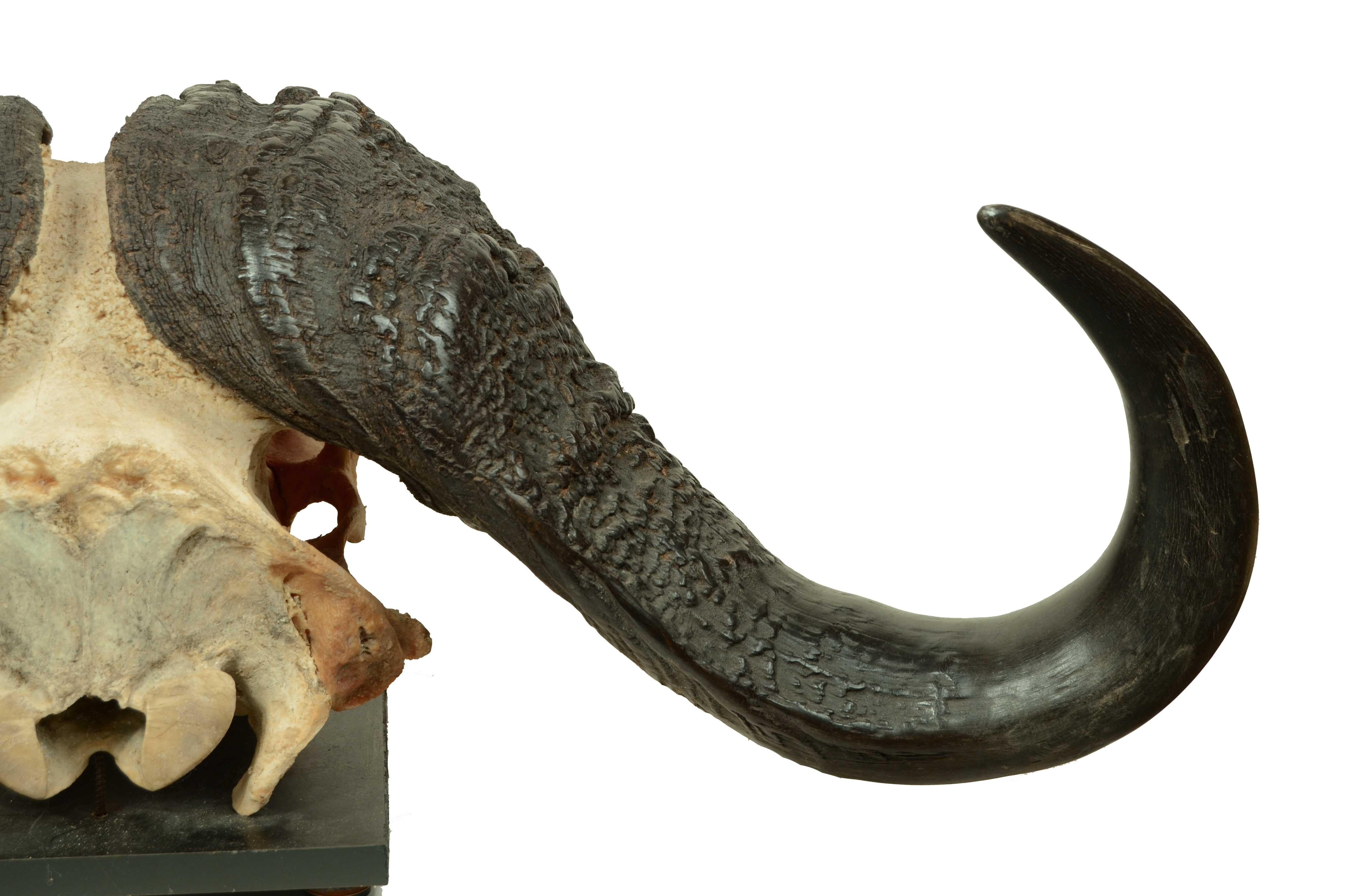 Teschio con corna di un Bufalo Africano degli anni cinquanta Africa Subsahariana 2