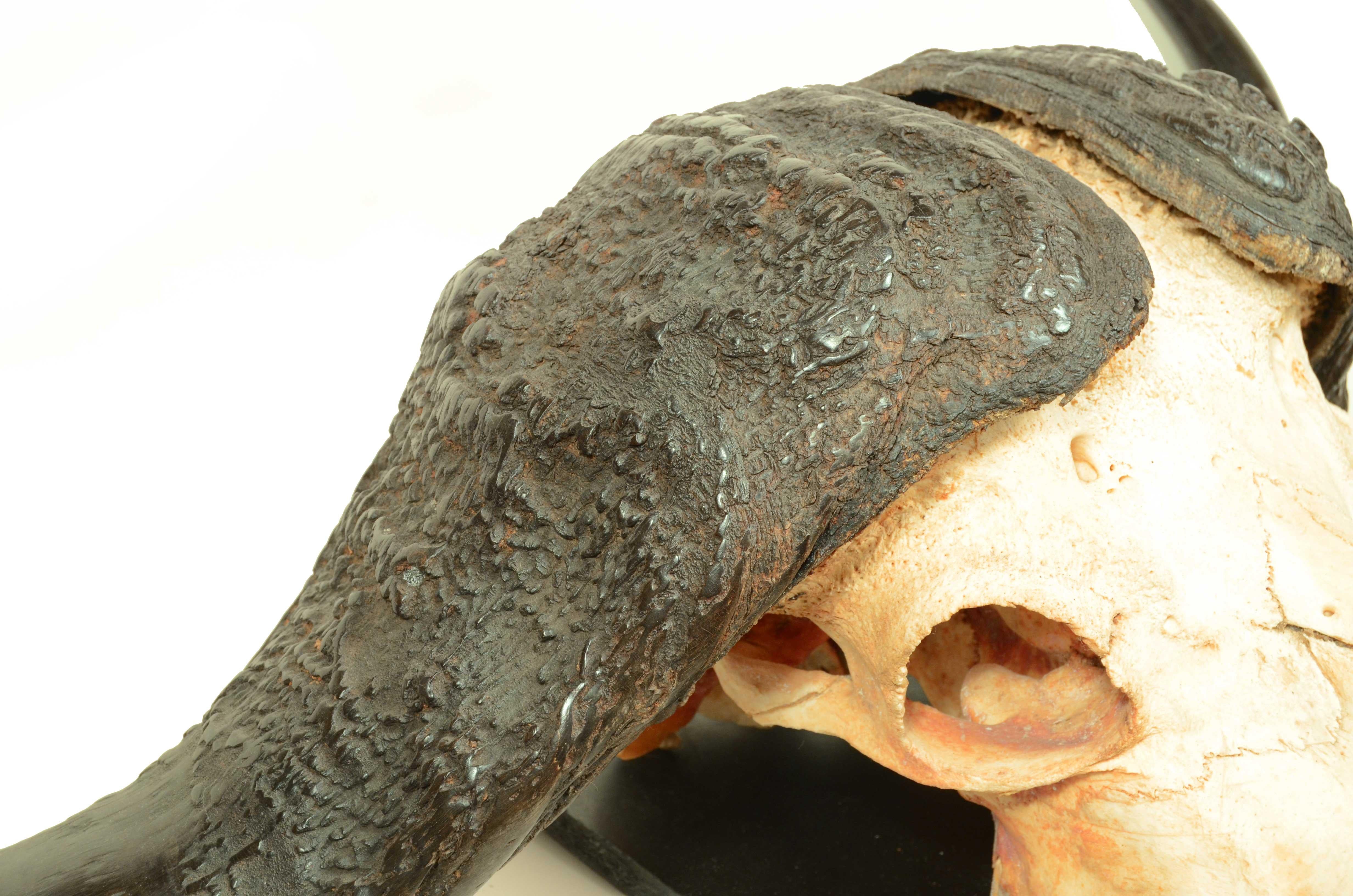 Teschio con corna di un Bufalo Africano degli anni cinquanta Africa Subsahariana 3
