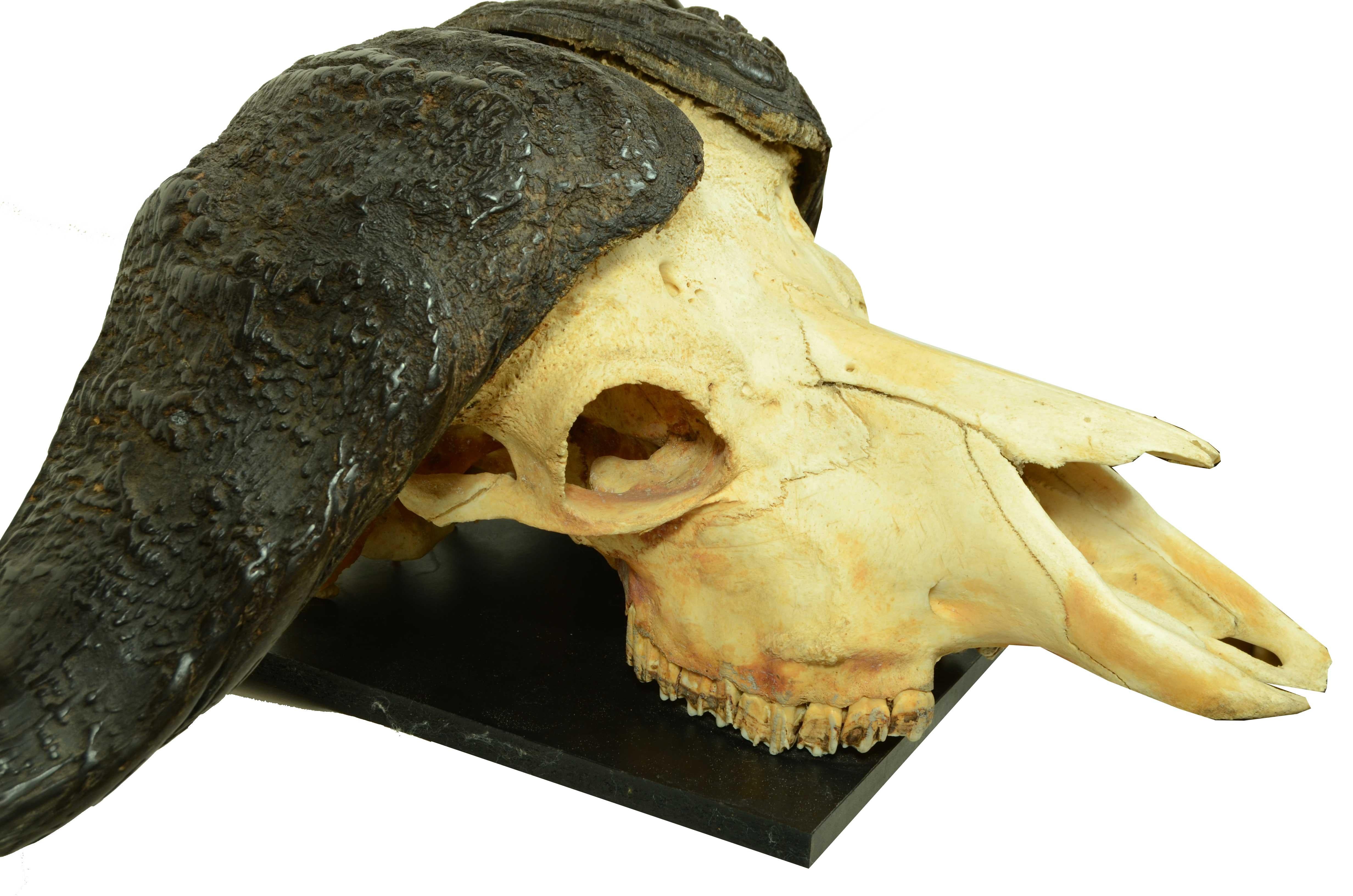 Teschio con corna di un Bufalo Africano degli anni cinquanta Africa Subsahariana 4