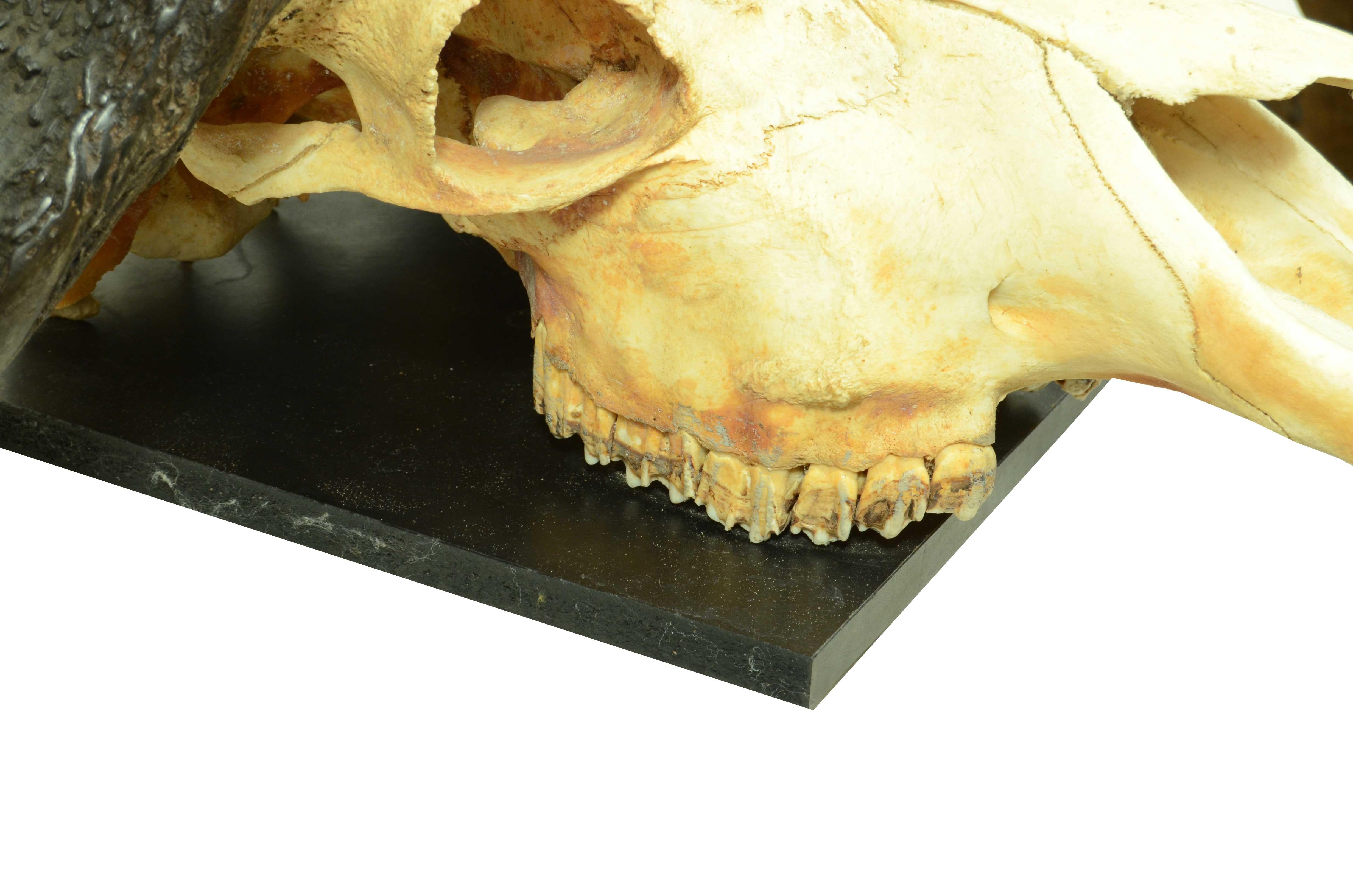 Teschio con corna di un Bufalo Africano degli anni cinquanta Africa Subsahariana 5