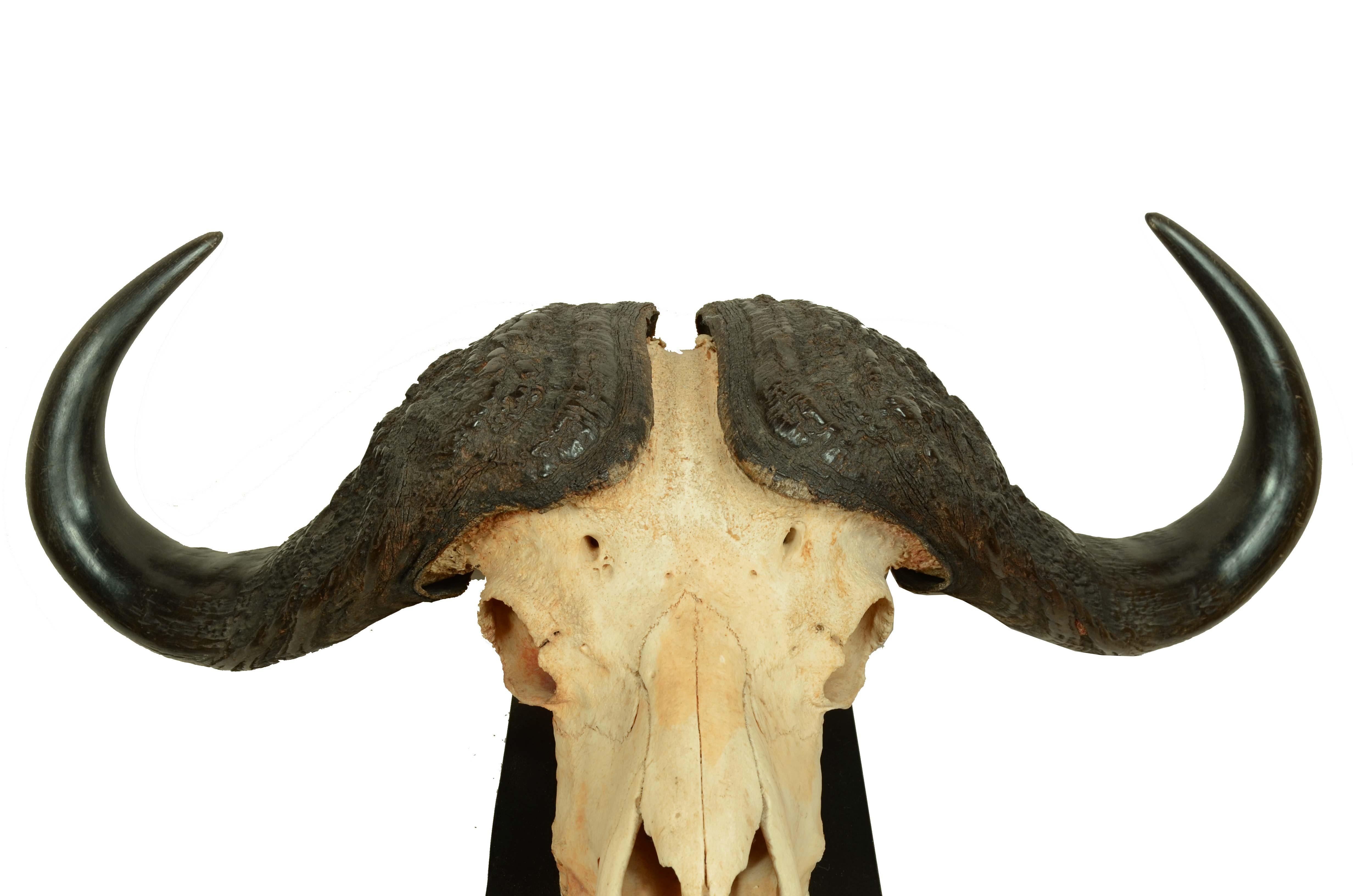 Teschio con corna di un Bufalo Africano degli anni cinquanta, noto come Bufalo Cafro proveniente dall’Africa Subsahariana. Il Bufalo Cafro per il sua carattere aggressivo e per l’immensa forza è considerato un degli animali più pericolosi