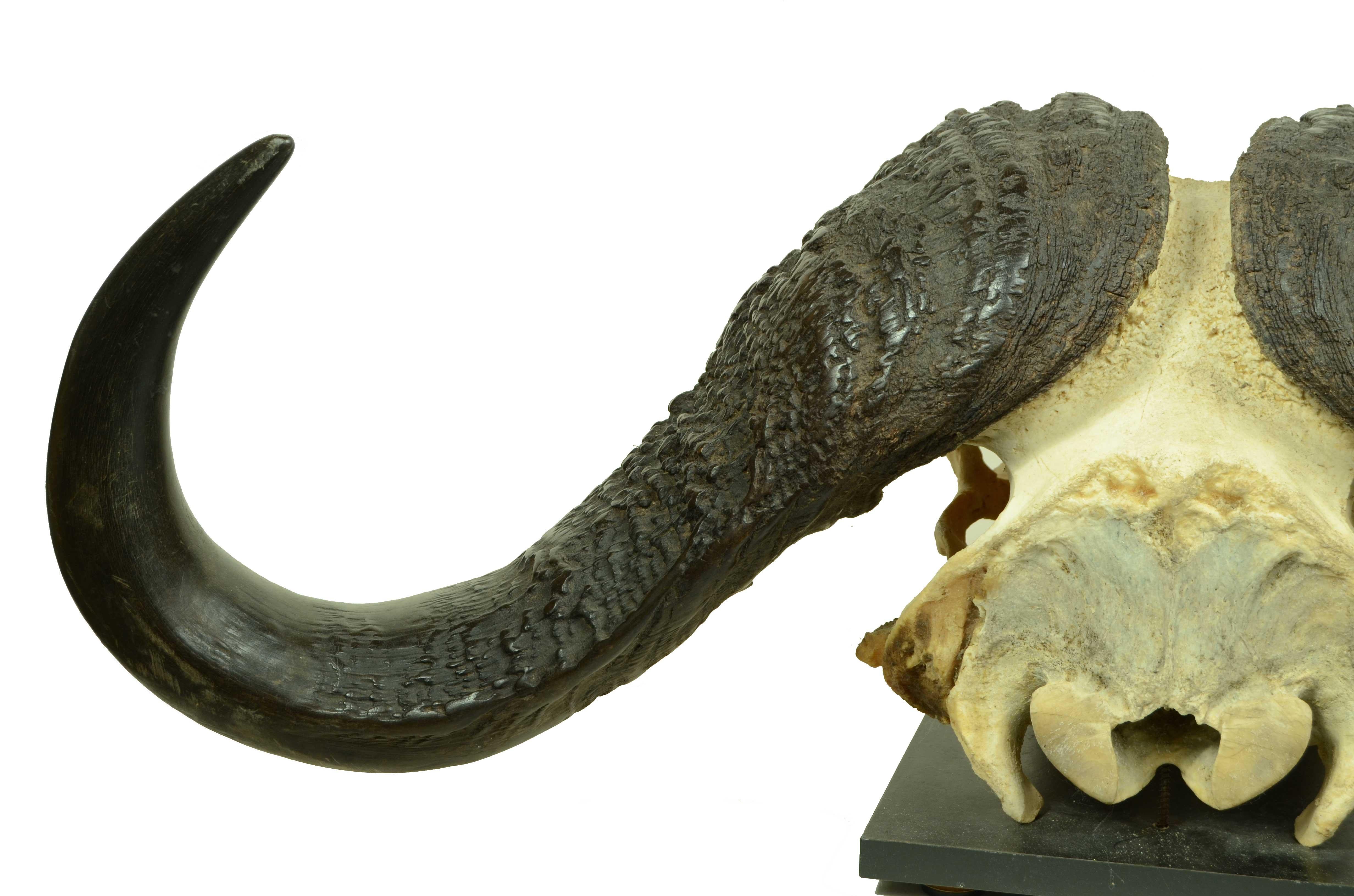 african skull
