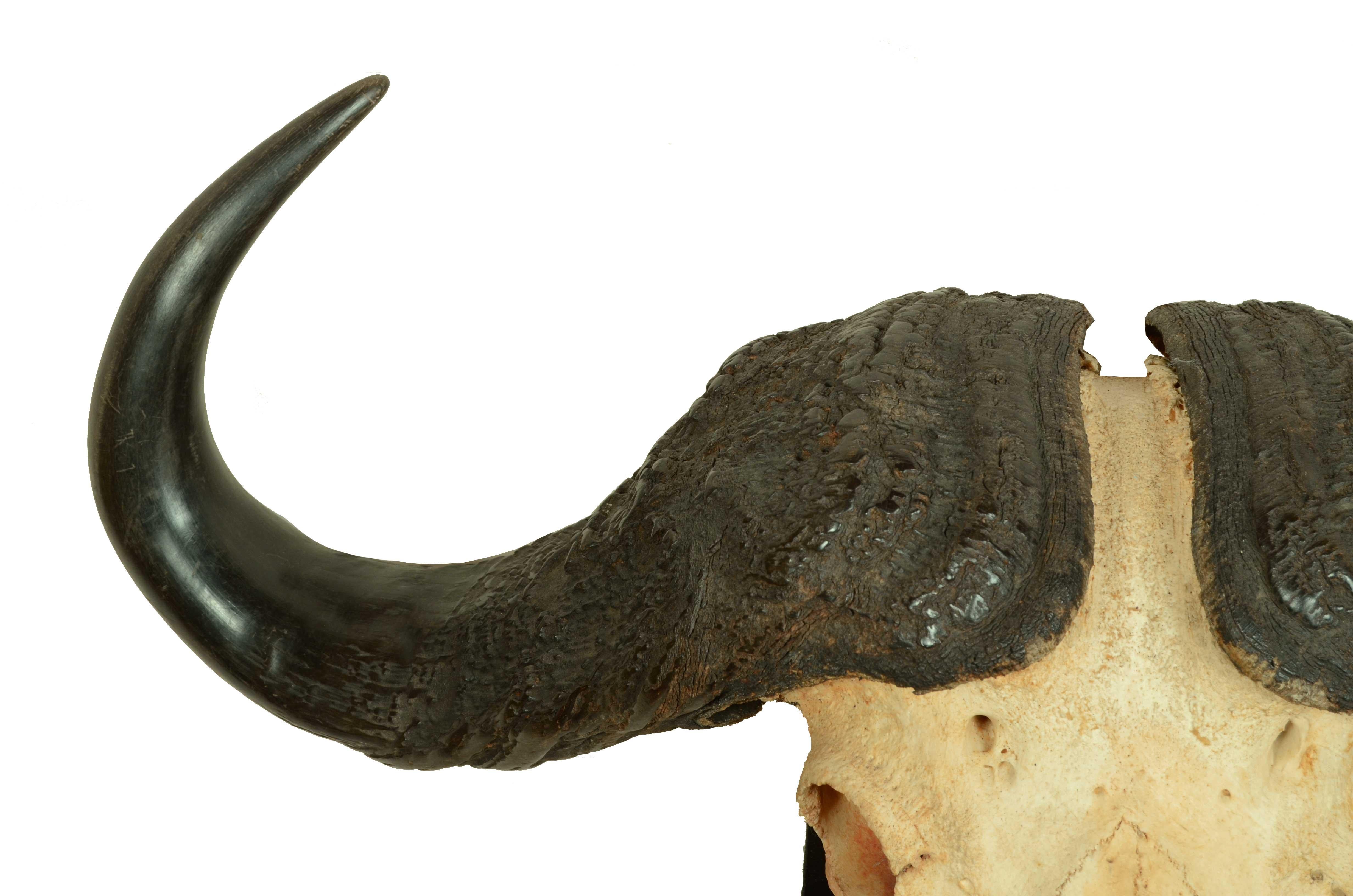 Mid-20th Century Teschio con corna di un Bufalo Africano degli anni cinquanta Africa Subsahariana