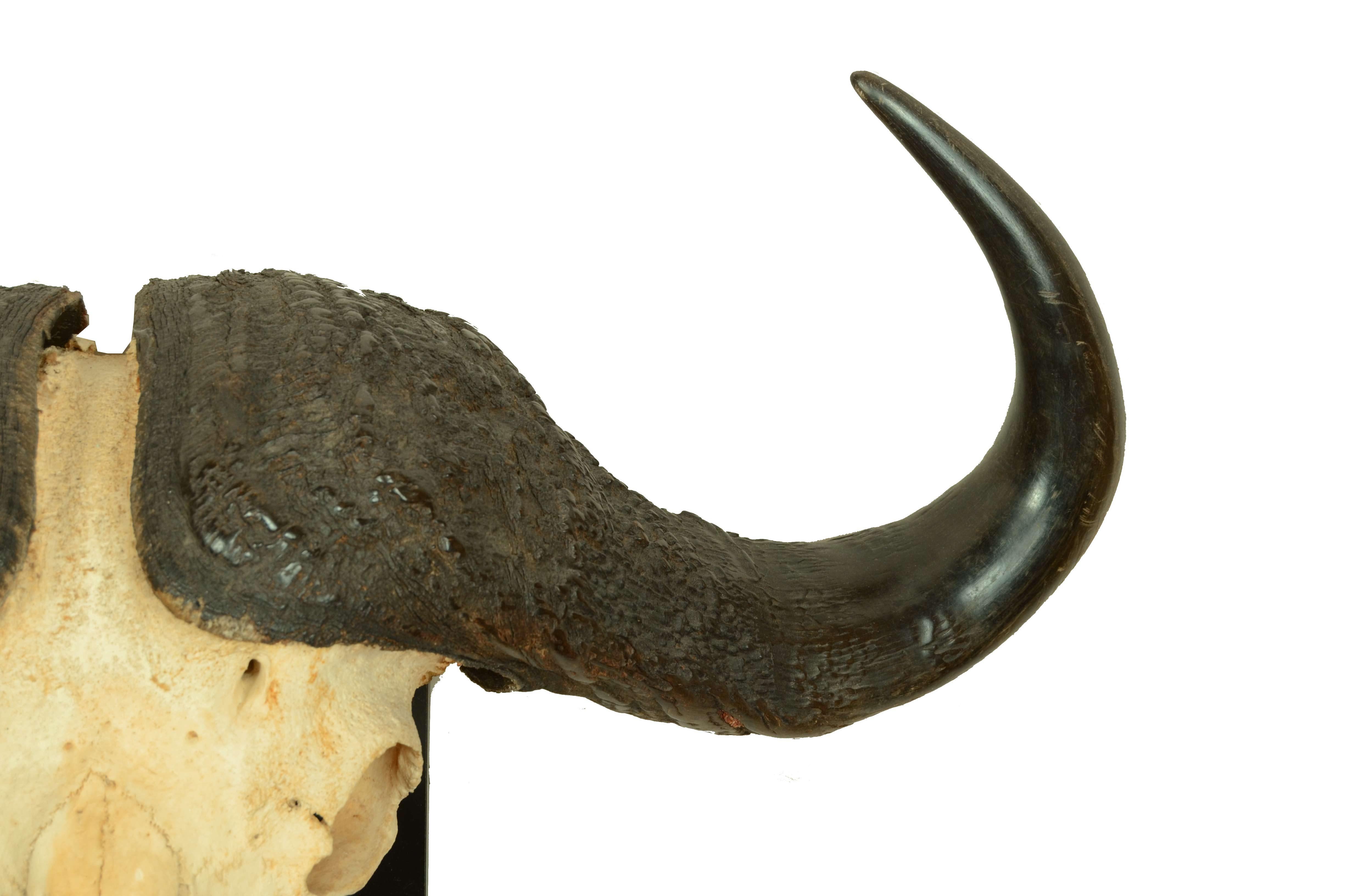 Bone Teschio con corna di un Bufalo Africano degli anni cinquanta Africa Subsahariana