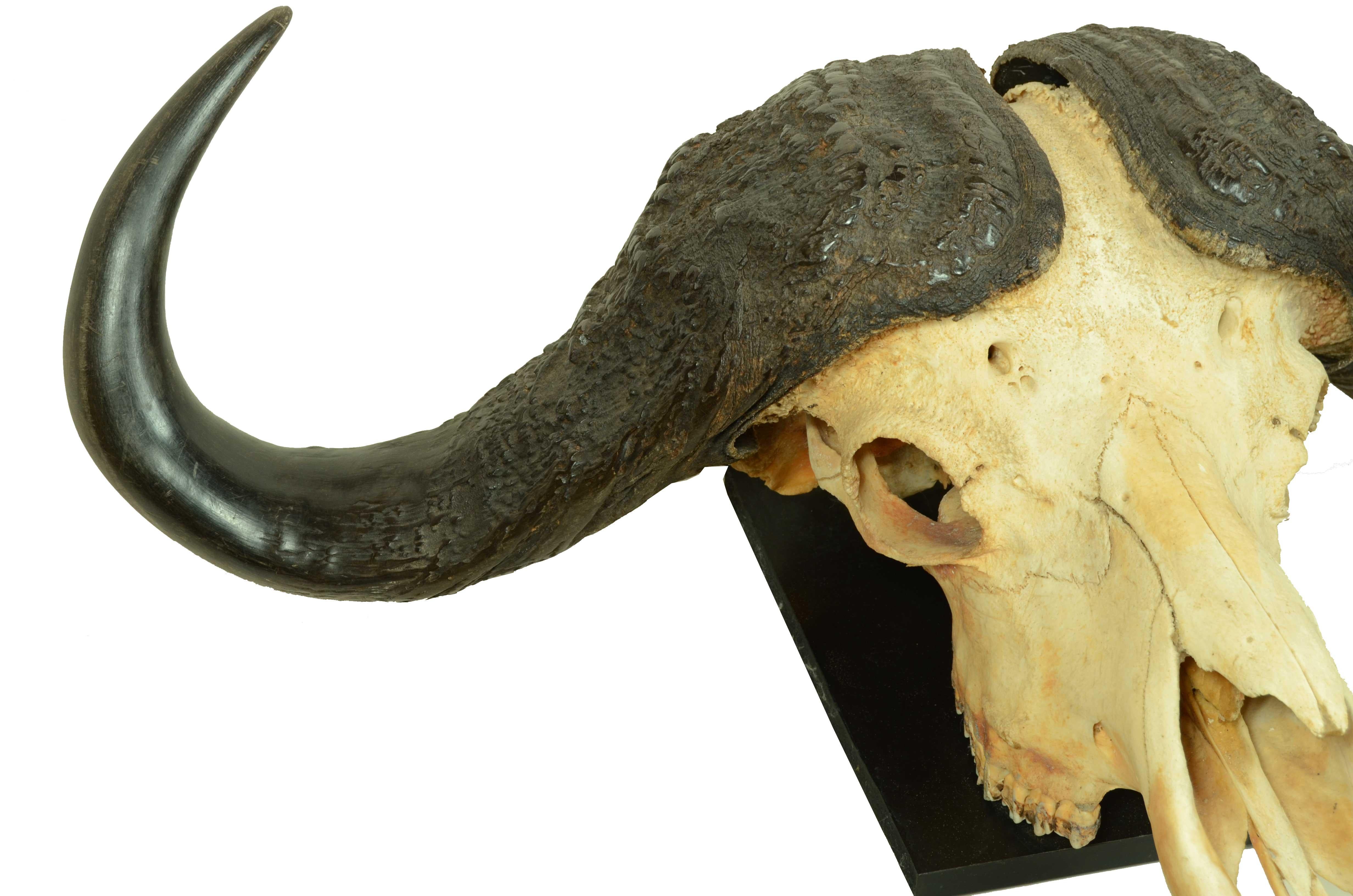 Teschio con corna di un Bufalo Africano degli anni cinquanta Africa Subsahariana 1