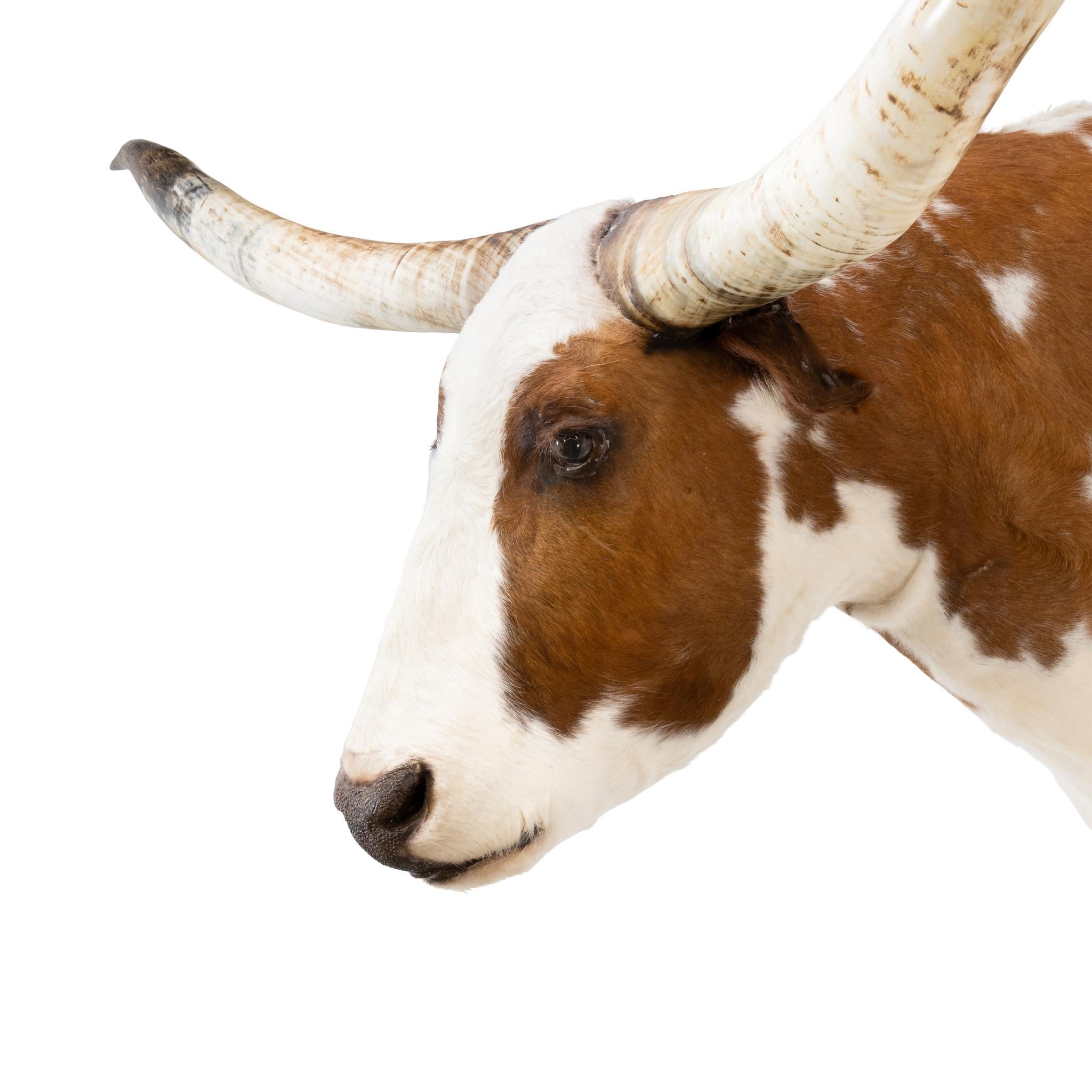 Monture taxidermique d'épaule de Texas longhorn. Peau tachetée de blanc et de brun avec des cornes d'une taille exceptionnelle. Une monture bien faite et en très bon état. Parfait pour une exposition dans un ranch ou une maison rustique. Taille : 30